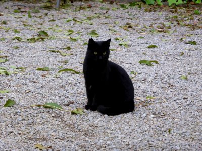 065-Barcelona-Cat-1 photo