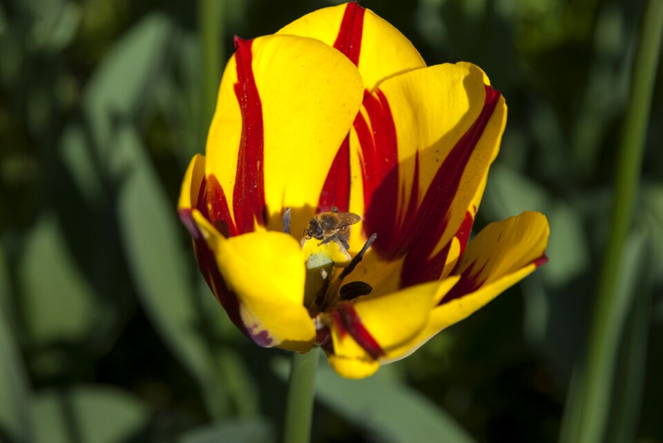 Nature flowers spring