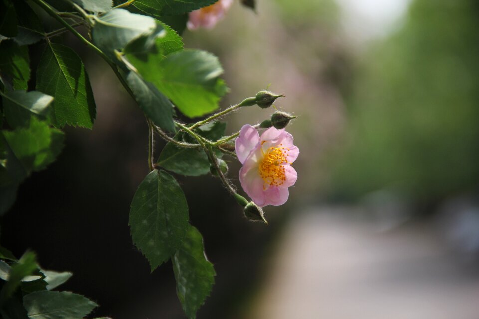 Rose mesh section of the genus wild rose species rose flower
