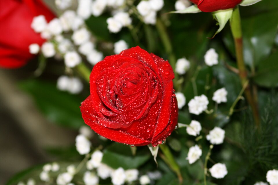 Rose flower red rose