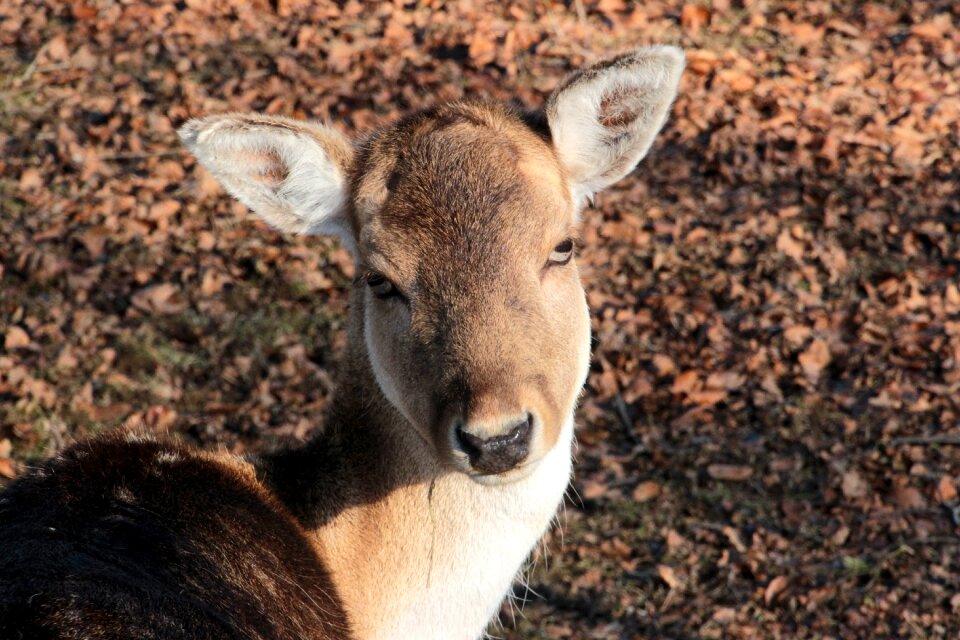 Ruminant fallow deer livestock