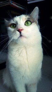Green eyes white cat kitten