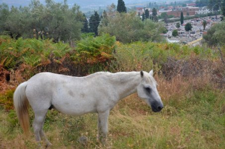 0595_Berat