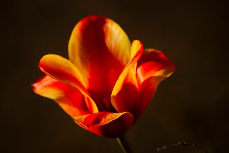Nature sunlight blossom