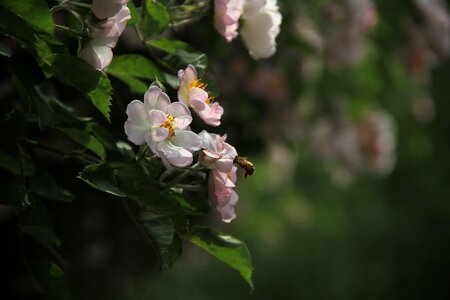 Wild rose species rose flower bee