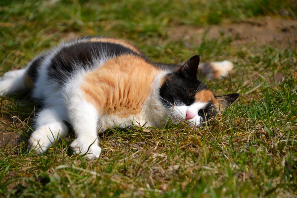 Three colors lucky cat relaxed