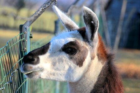 Animal livestock fluffy