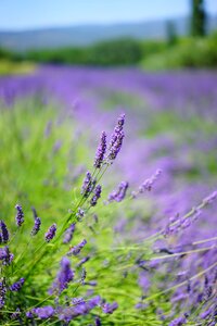 Flora floral lavender photo
