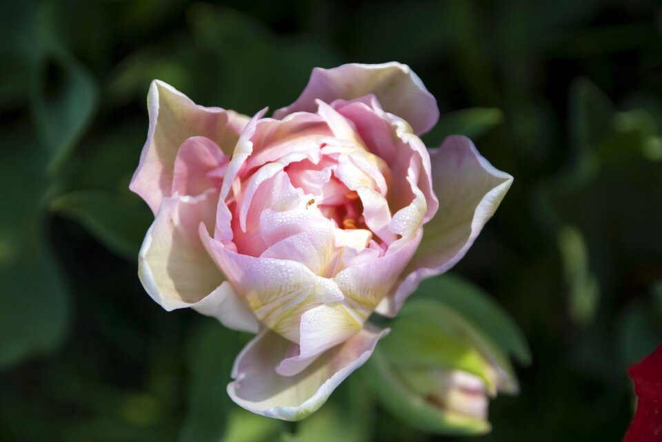 Petals bianca beauty