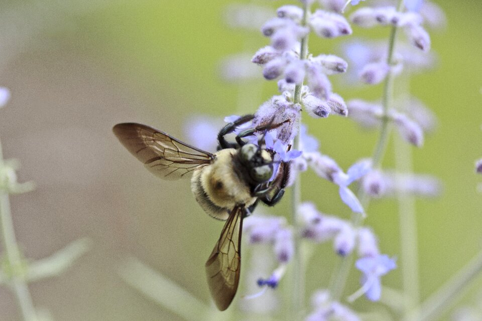 Honey nature summer