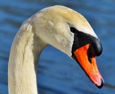 Pride bird waterfowl