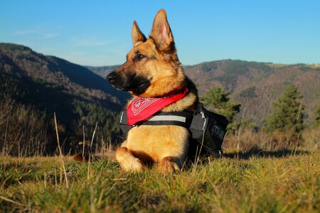 Animals pet dog