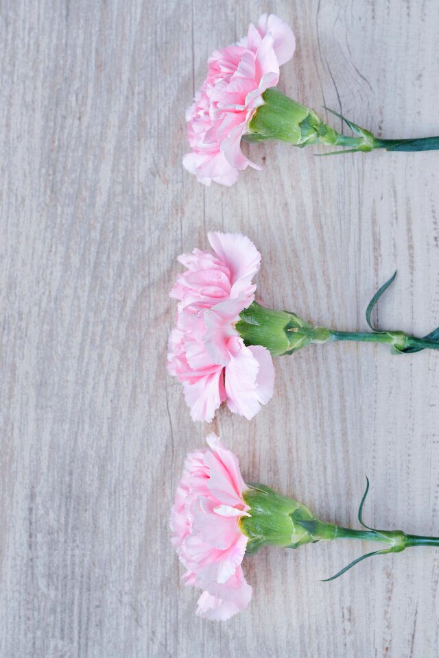 Pink flowers cut flowers three