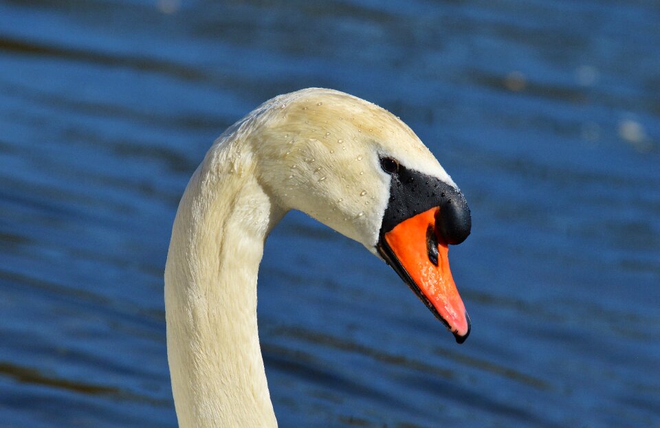 Pride bird waterfowl