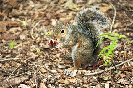 Rodent animal nature