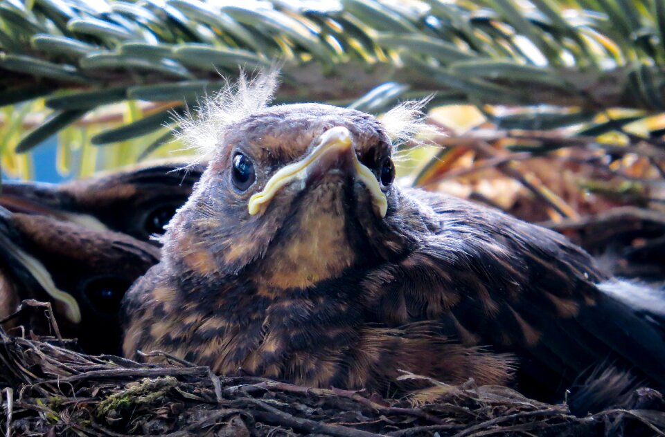 Blackbird young bird feather
