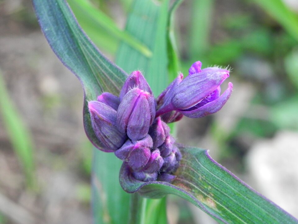 Wildflower purple botany