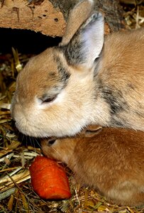 Rabbit family pets sweet