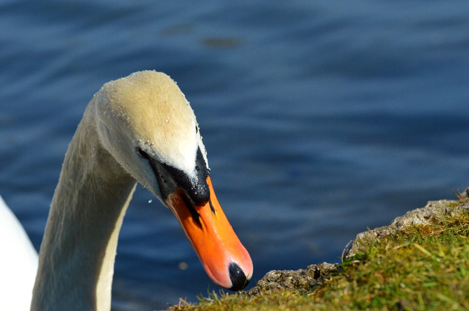 Pride bird waterfowl