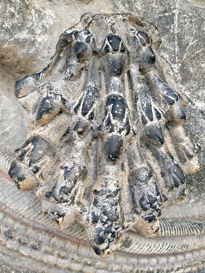 12th_century_Dodda_Basappa_temple,_Dambal,_Karnataka_India_-_211