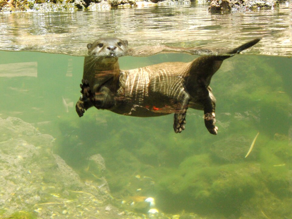 Otter cute Free photos