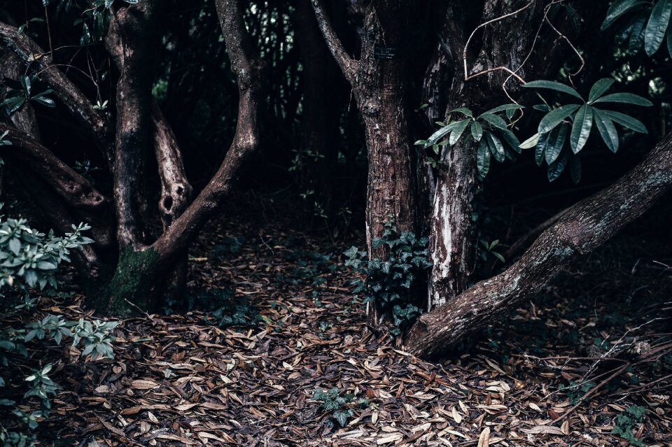Forest landscape leaves