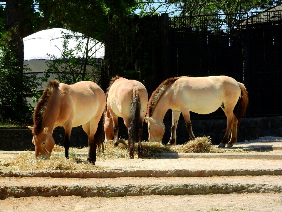 The prague zoo mongolian horse the takhi