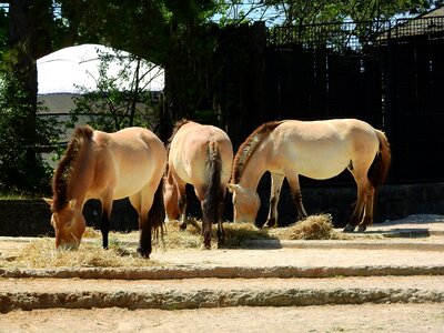 The prague zoo mongolian horse the takhi