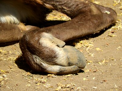 The hoof artiodactyl detail