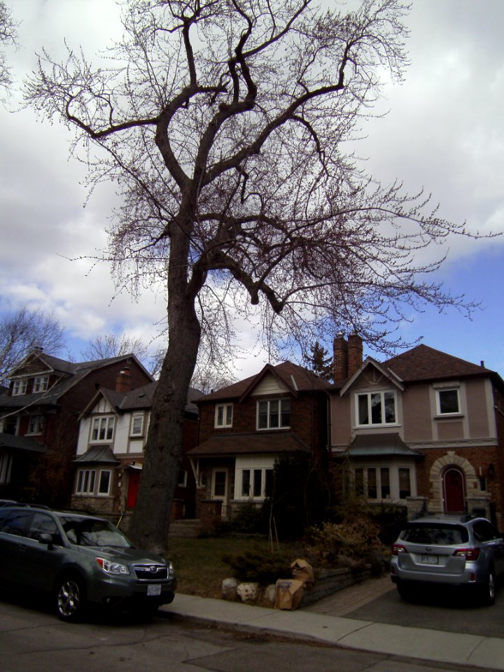 121_Albany_Ave_Annex_Toronto