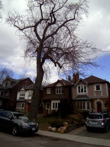 121_Albany_Ave_Annex_Toronto