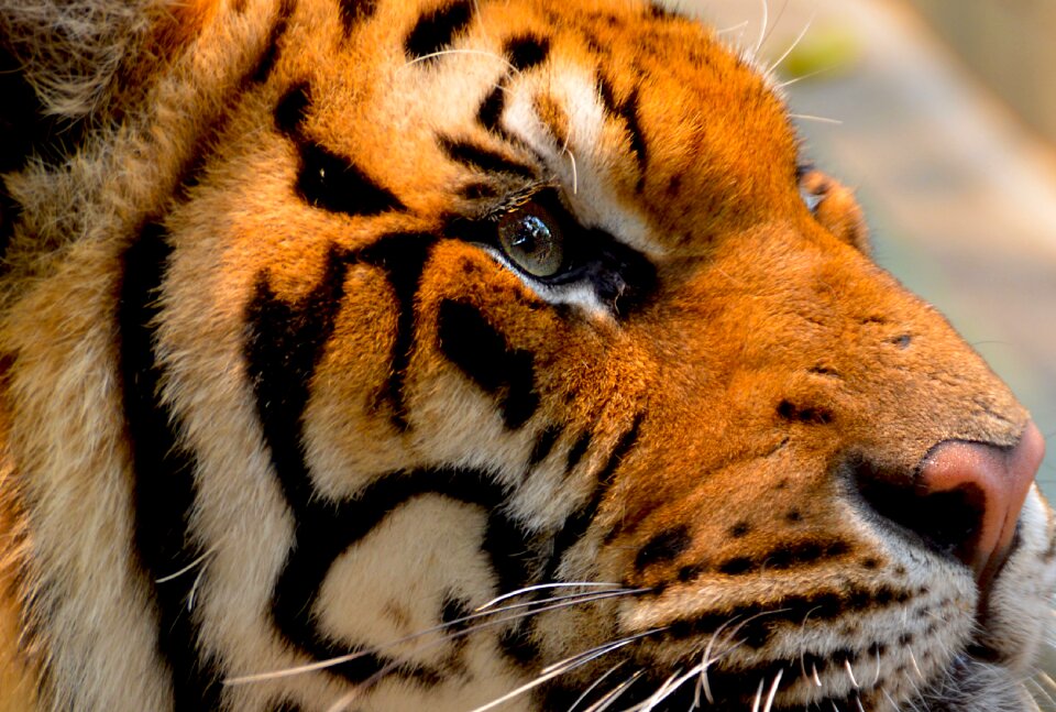 Big nature wildlife