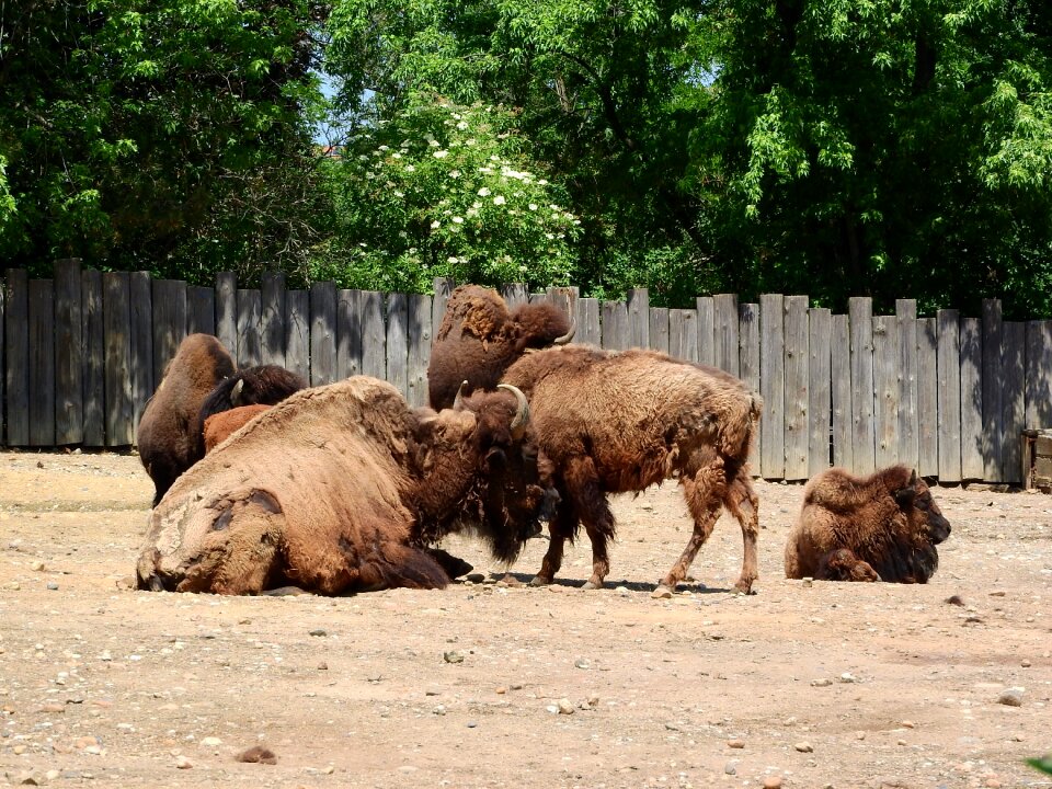 North american fauna herd the prague zoo
