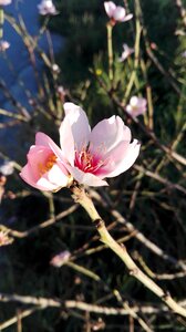 Almond flower flowering almond flowers