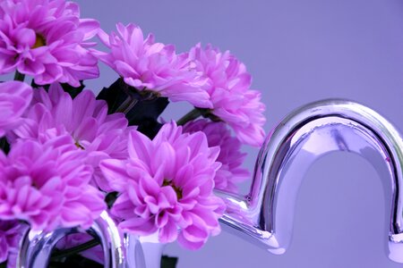 Purple tender aster