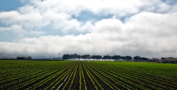 Rural crop sunrise photo