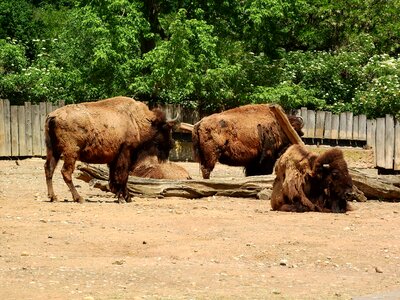 North american fauna herd the prague zoo