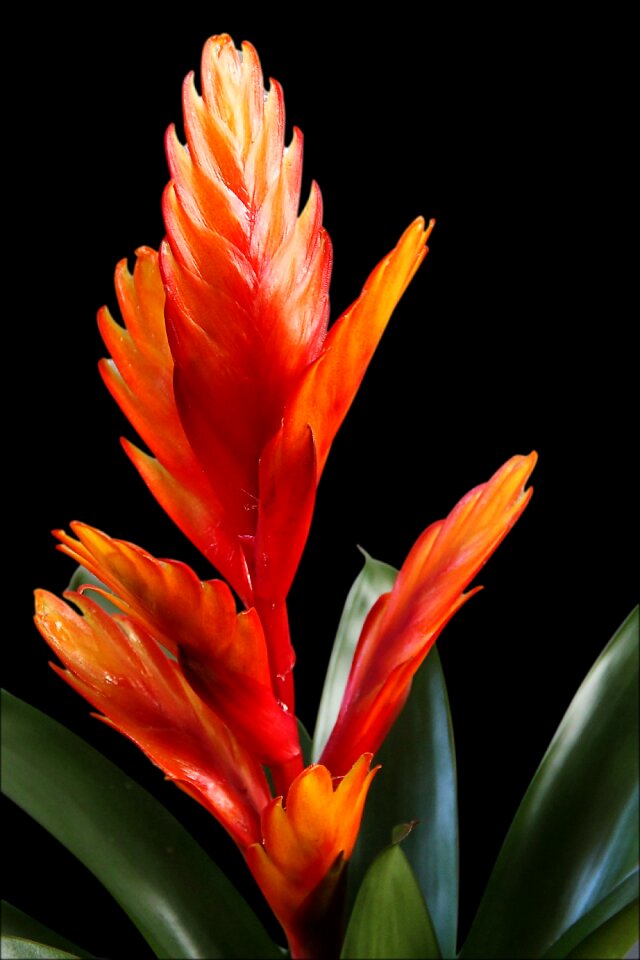 Pineapple greenhouse blossom bloom