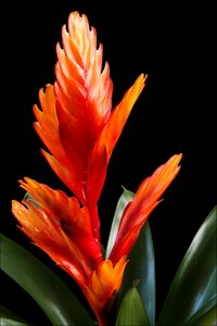 Pineapple greenhouse blossom bloom photo