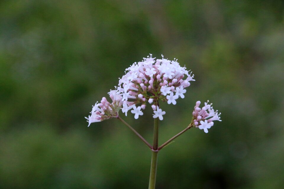 Flowers green pink flower