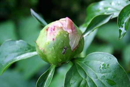 Spring peony flowers photo