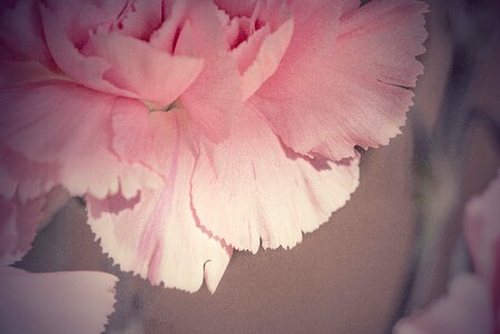 Petals pink pink flower