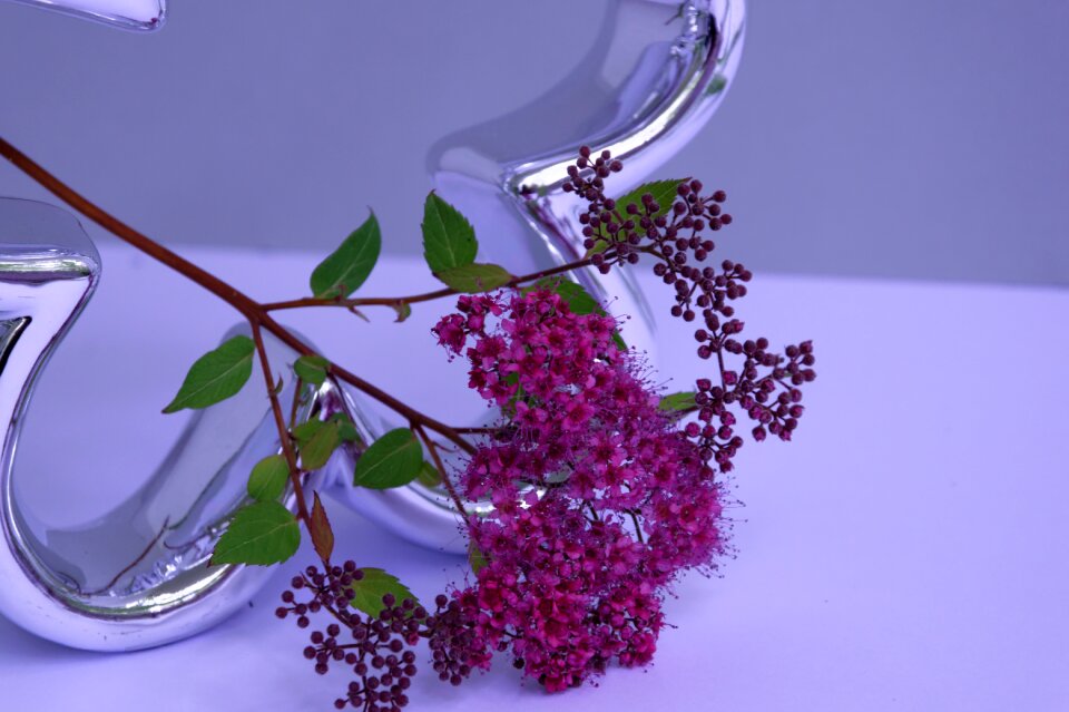 Blossom bloom flower