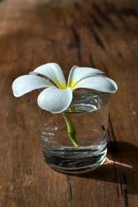 White frangipani nature