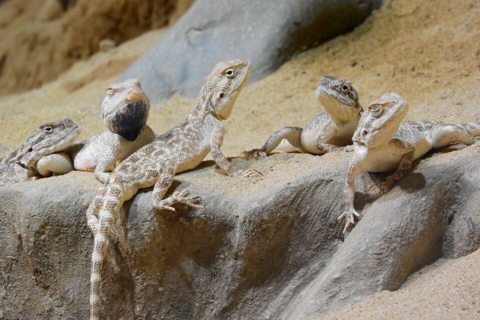 A group of agam a few lizards agamas in the sand