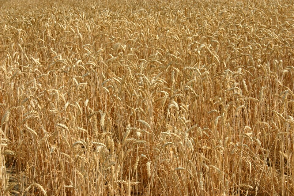 Wheat ears field