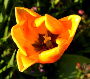 Spring yellow spring flower