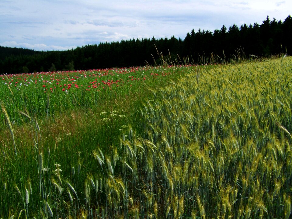 Agriculture landscape summer