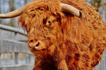 Farm animal animal world