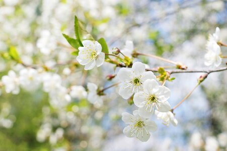 Nature foliage sprig